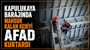 Kapulukaya Barajında mahsur kalan kediyi AFAD kurtardı