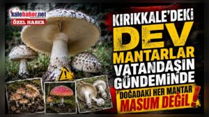 Kırıkkale’de Son Yağışlar Dev Mantarları Ortaya Çıkardı