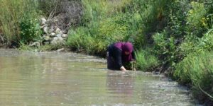 Şeker hastalarının büyük ilgi gösterdiği sarıkılçık çeltiğinin ekimine başlandı