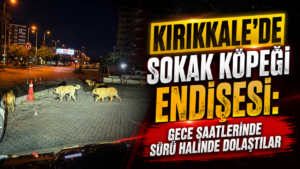 Kırıkkale’de Sokak Köpeği Endişesi