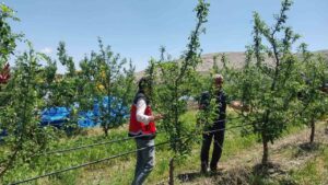 Dolu ve sağanak tarım arazilerine zarar verdi