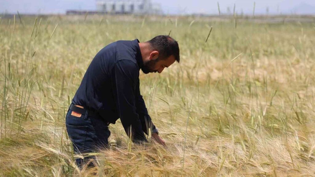 konya-ovasinda-bugday-rekoltesinde-beklenti-2-milyon-200-bin-ton