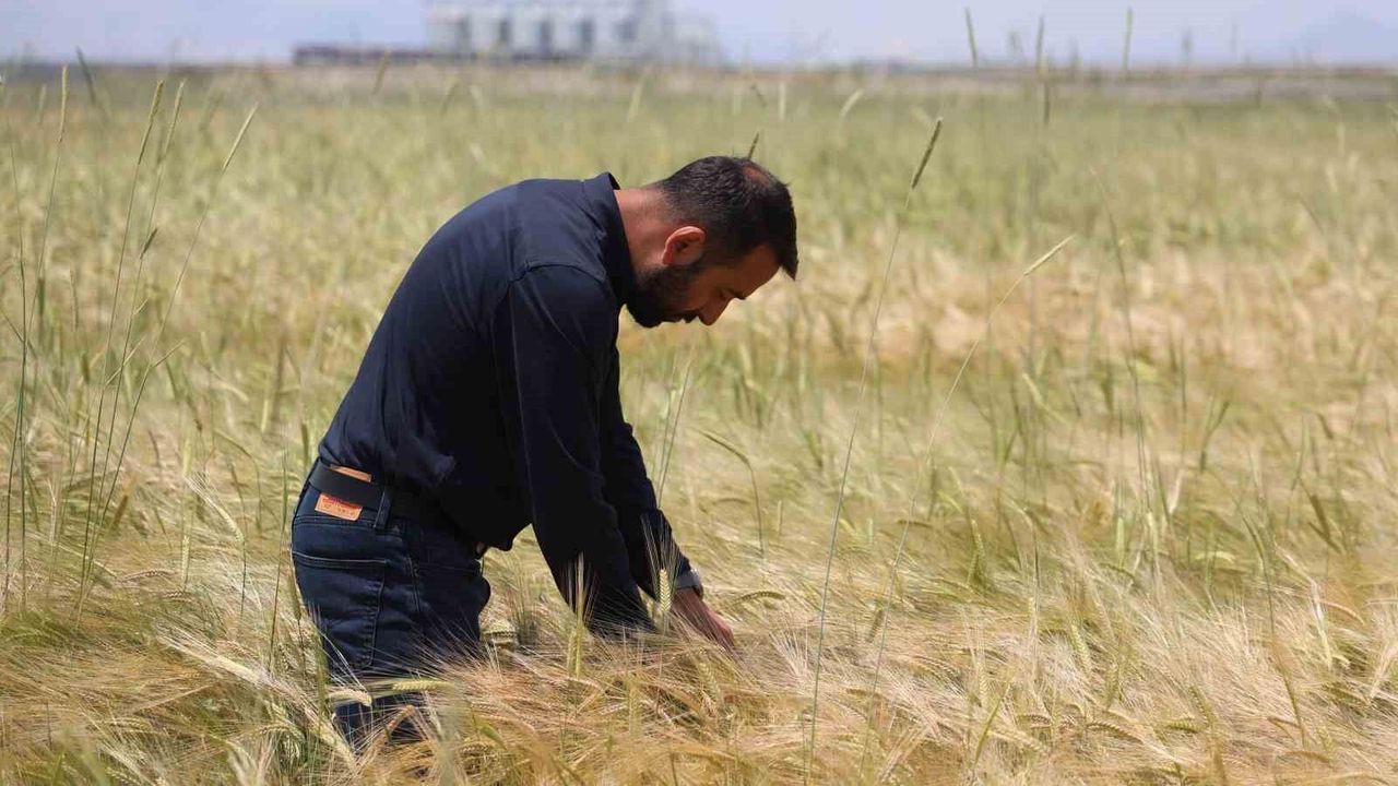 konya-ovasinda-bugday-rekoltesinde-beklenti-2-milyon-200-bin-ton