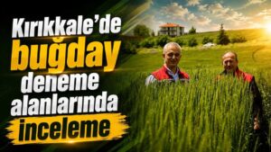 Kırıkkale’de buğday deneme alanlarında inceleme