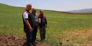 Yerli ve milli buğday çeşitleri sahada test ediliyor