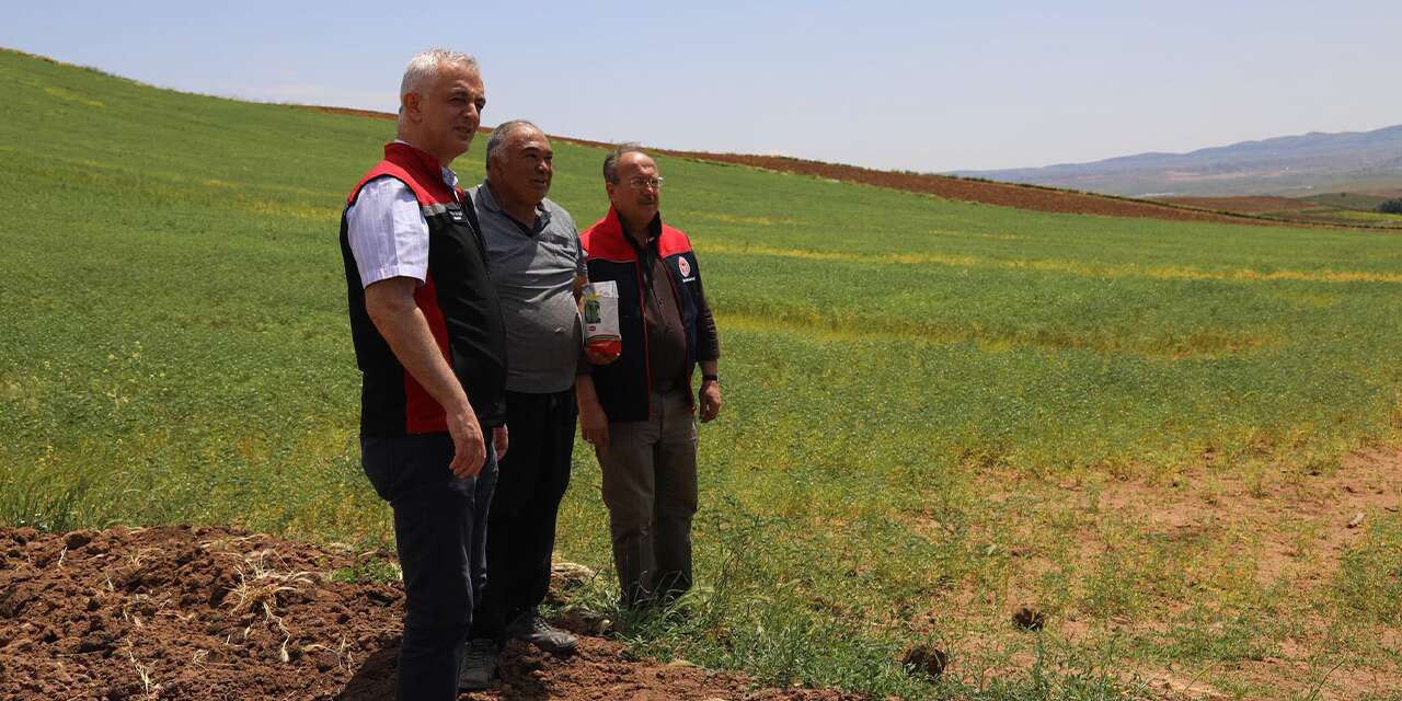yerli-ve-milli-bugday-cesitleri-sahada-test-ediliyor