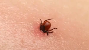 “Kırım Kongo Kanamalı Ateşi Ölüme Kadar Götürebiliyor”