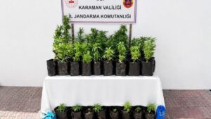 2 bin 802 kök kenevir ele geçirildi