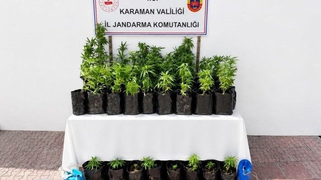 2-bin-802-kok-kenevir-ele-gecirildi