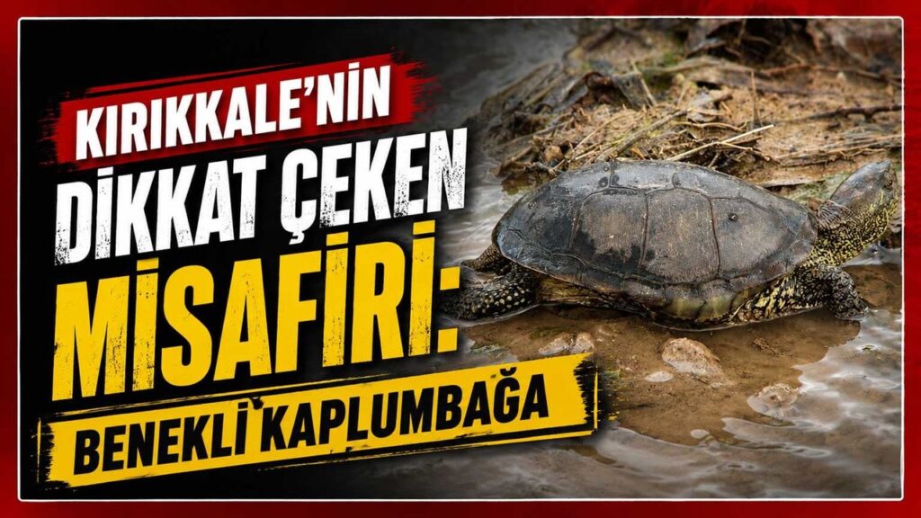 kirikkale’nin-dikkat-ceken-misafiri:-benekli-kaplumbaga