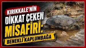 Kırıkkale’nin dikkat çeken misafiri: Benekli Kaplumbağa
