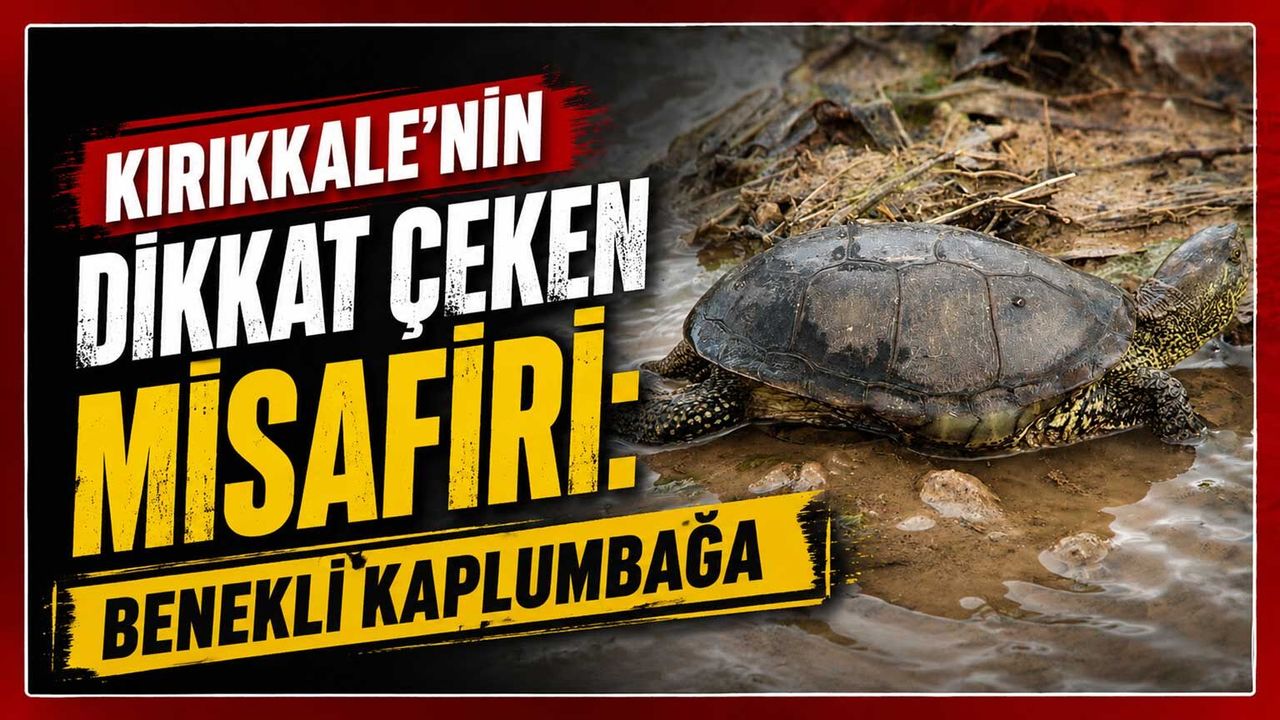 kirikkale’nin-dikkat-ceken-misafiri:-benekli-kaplumbaga