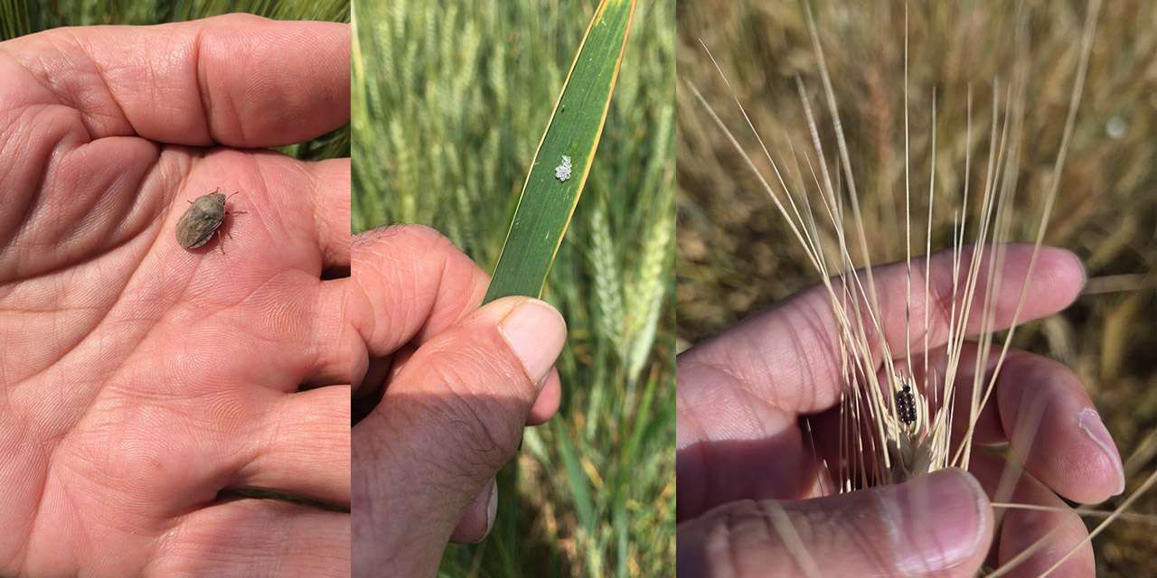 ureticiler-dikkat!-kirikkale-tarim’dan-recete-gibi-uyari