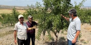 Alarm Veren Kontrol! Hububat ve Badem Bahçelerinde Kritik İnceleme
