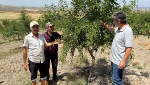 Kırıkkale’de Hububat ve Badem Alanlarında Kontroller Sürüyor
