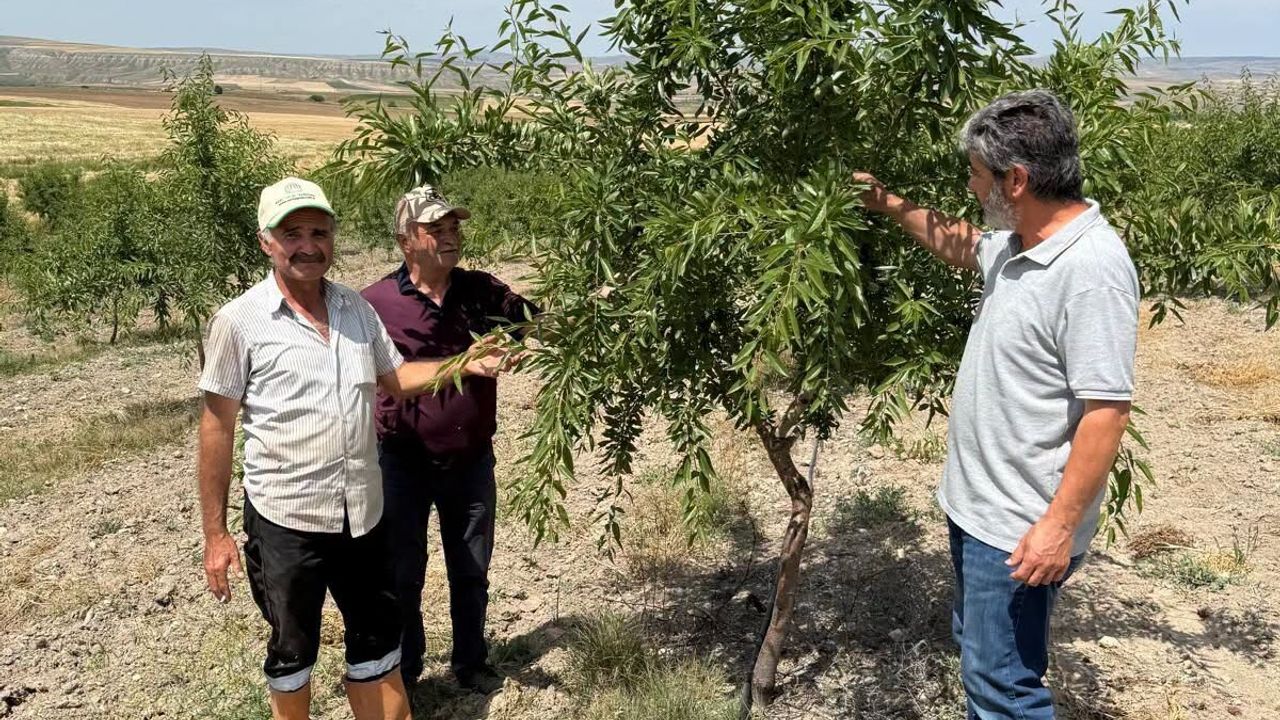 kirikkale’de-hububat-ve-badem-alanlarinda-kontroller-suruyor