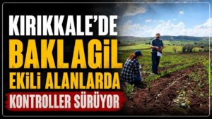 Kırıkkale’de baklagil ekili alanlarda kontroller sürüyor