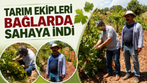 Tarım Ekipleri Bağlarda Sahaya İndi