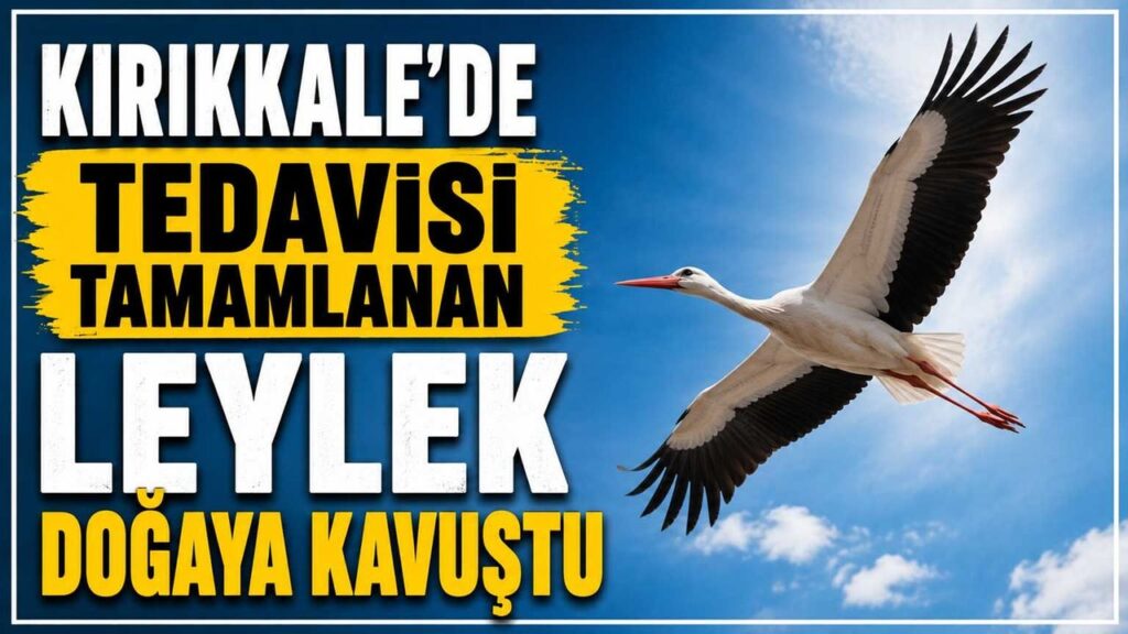 kirikkale’de-tedavisi-tamamlanan-leylek-dogaya-kavustu