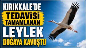Kırıkkale’de tedavisi tamamlanan Leylek doğaya kavuştu