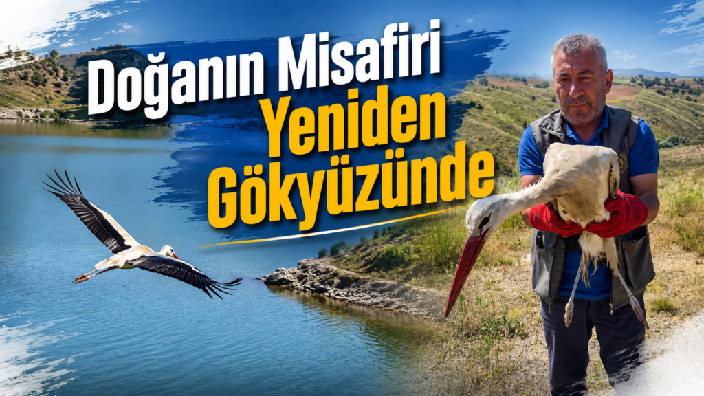 tedavisi-tamamlanan-leylek-dogaya-salindi