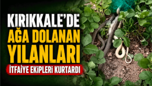 Ağa dolanan yılanları itfaiye ekipleri kurtardı