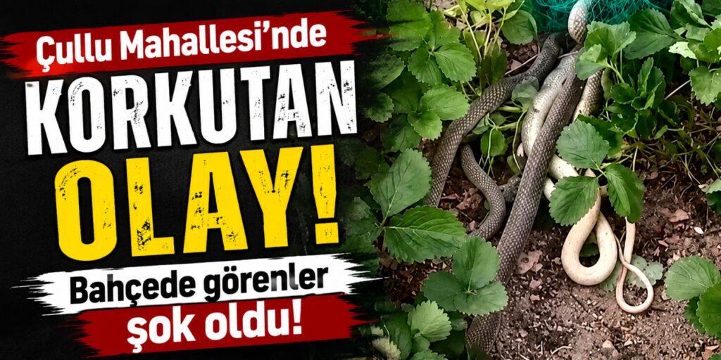 cullu-mahallesi’nde-bahcede-gorenler-korku-yasadi!
