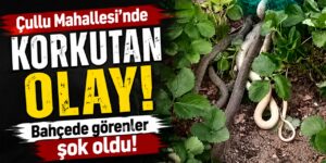 Çullu Mahallesi’nde bahçede görenler korku yaşadı!