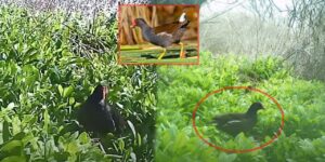 Kırıkkale su tavuğu için 3 ay beklediler: Fotokapandan çıkan görüntü herkesi büyüledi!