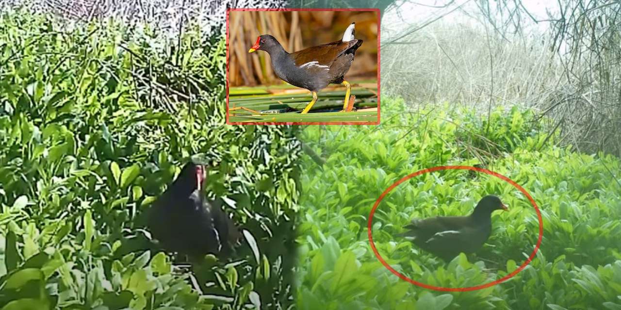 kirikkale-su-tavugu-icin-3-ay-beklediler:-fotokapandan-cikan-goruntu-herkesi-buyuledi!