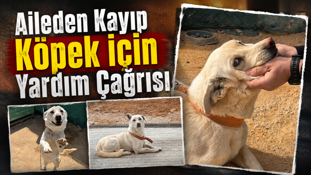 bahsili’da-cins-kopek-kayboldu