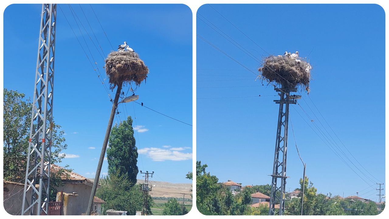 sulakyurt-koylerinin-sevimli-konuklari
