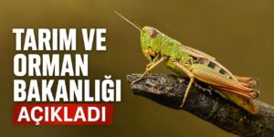 Tarım Bakanlığı çekirge istilası hakkında açıklama yaptı