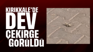 İstanbul’dan sonra Kırıkkale’de de dev çekirge görüldü