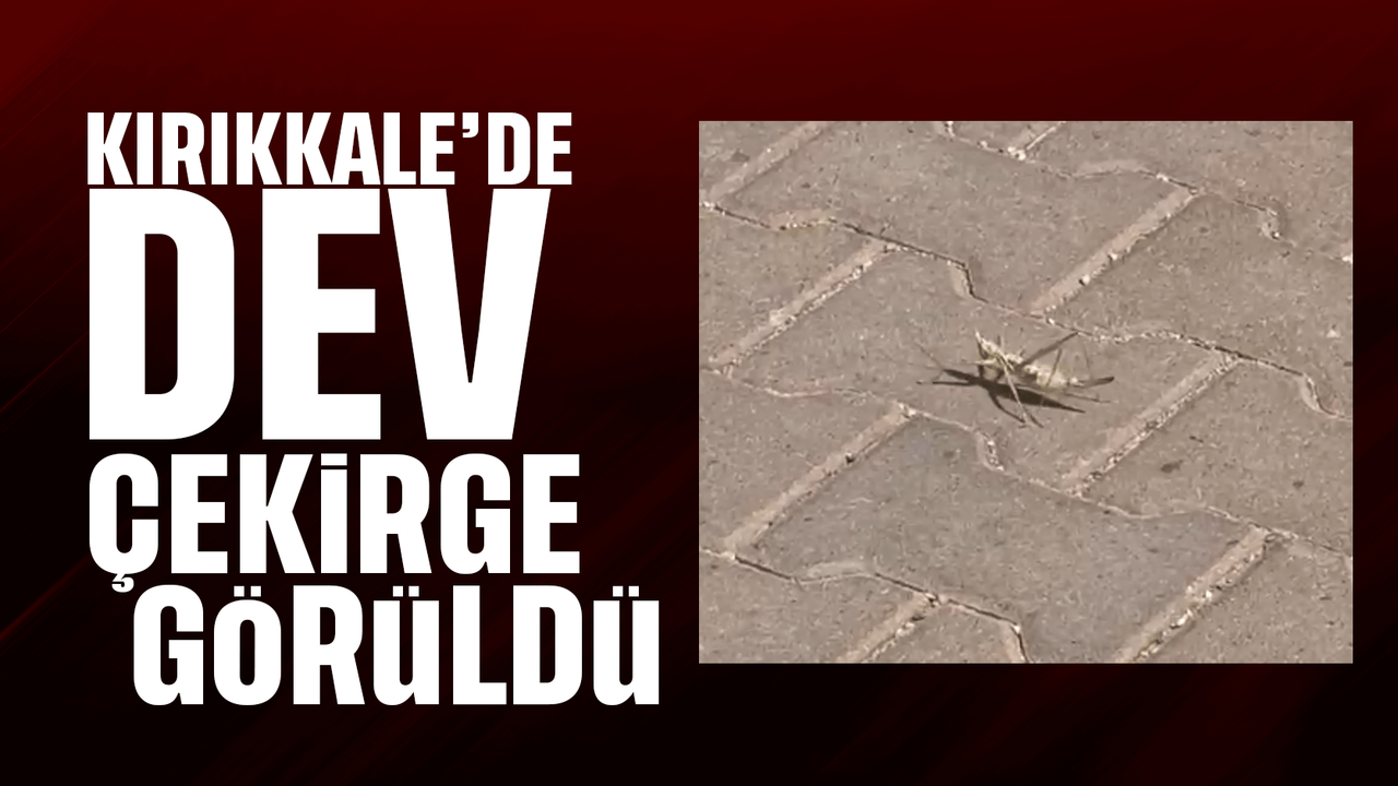 istanbul’dan-sonra-kirikkale’de-de-dev-cekirge-goruldu