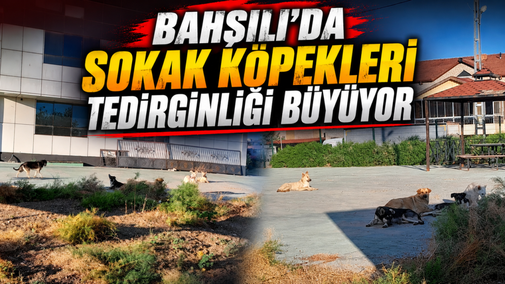 bahsili’da-sokak-kopekleri-tedirginligi-buyuyor