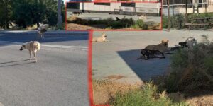 Kırıkkale Bahşılı’da korkutan tablo: Sokak köpekleri tehlike saçıyor Vatandaşlar isyanda