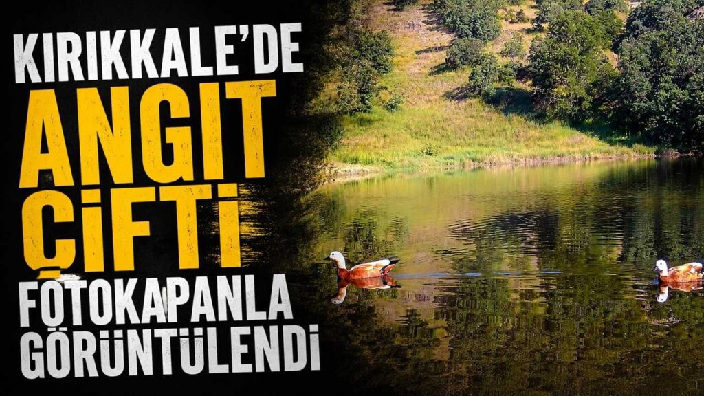 kirikkale’de-angit-cifti-fotokapanla-goruntulendi