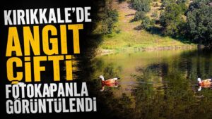 Kırıkkale’de Angıt çifti fotokapanla görüntülendi