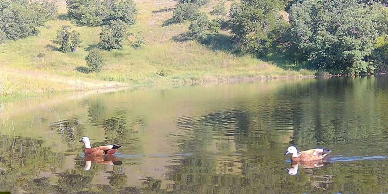kirikkale-dkmp’den-gorsel-solen:-fotokapan-bu-kez-angit-ciftini-kaydetti