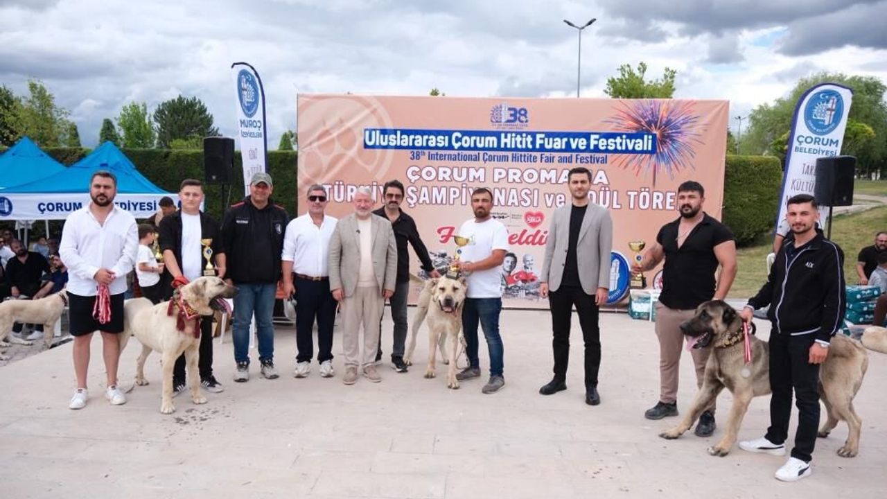 corum’da-turk-coban-kopekleri-gorucuye-cikti