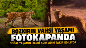 Bozkırın vahşi yaşamı fotokapanda: Doğal yaşamın izleri adım adım takip ediliyor
