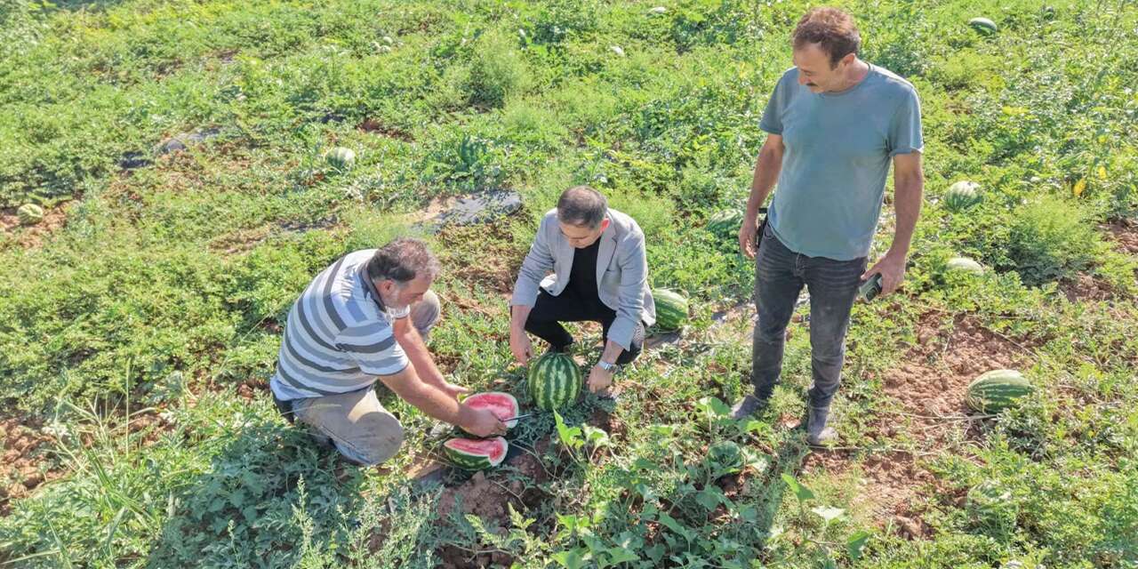 delice’de-ilk-karpuz-tarladan-cikti!-lezzeti-damak-catlatir