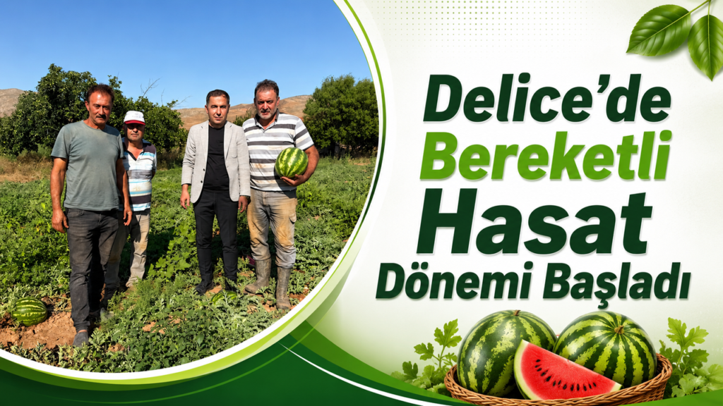 delice’de-bereketli-hasat-donemi-basladi