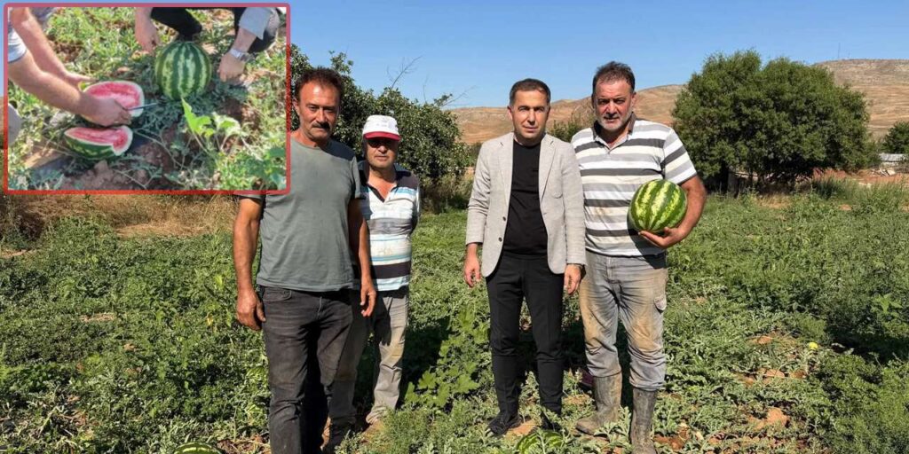 sezonun-ilk-karpuzu-delice’de-tarladan-cikti