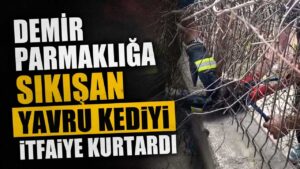 Demir parmaklığa sıkışan yavru kediyi itfaiye kurtardı