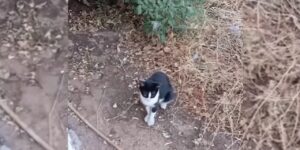 Sosyal medyada tepki yağdı: Kedilerin kuyrukları mı kesildi?