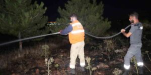 Bir kuş çam ormanlarını alevlerin eşiğine getirdi
