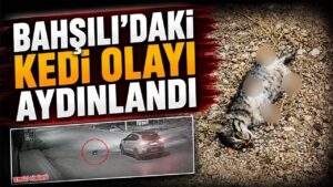 Bahşılı’daki Kedi Olayı Aydınlandı