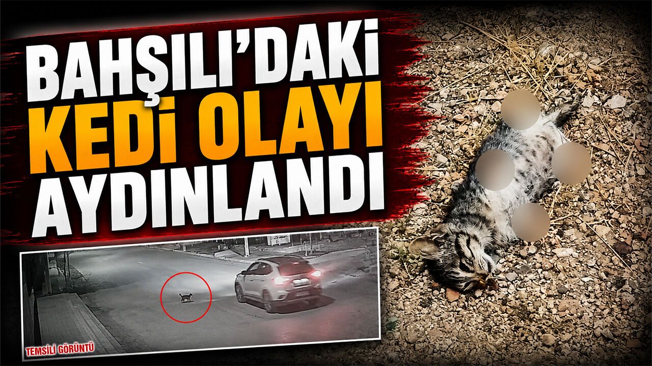 bahsili’daki-kedi-olayi-aydinlandi